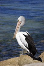 Australian Pelican (Pelecanus conspicillatus), Kangaroo Island, Australia, Oceania