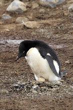 Adelie Penguin (Pygoscelis adeliae), adult breeding with clutch, Antarctica, Devil Island, Weddell