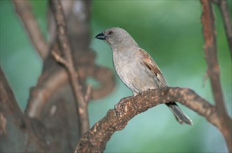 Northern grey-headed sparrow (Passer griseus), Samburu Game Reserve, Kenya, Samburu Game Reserve,