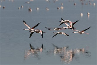 Lesser Flamingos (Phoeniconaias minor) at lake Nakuru, Nakuru national park, Kenya, Africa