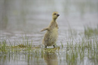 Greylag goose (Anser anser), chick stands in the water, Burgenland, Austria, Europe