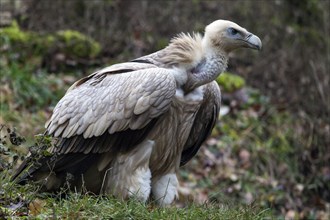 Griffon vulture (Gyps fulvus), captive, Bad Mergentheim Wildlife Park, Baden-Württemberg, Germany,