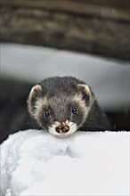 European polecat (Mustela putorius) or woodland polecat, captive, Switzerland, Europe