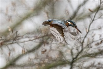 Common kingfisher (Alcedo atthis) flying, Emsland, Lower Saxony, Germany, Europe