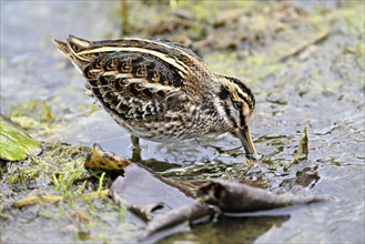 Jack snipe (Lymnocryptes minimus), foraging, Switzerland, Europe