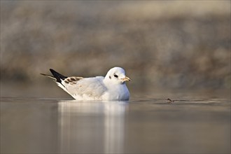 Black-headed gull (Larus ridibundus), swimming, Switzerland, Europe