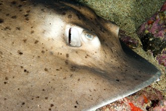 Close-up profile of head with breathing hole behind eye of common stingray (Dasyatis pastinaca)