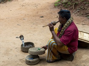 Snake charmer with cobra in basket and constrictor snake around neck, Sri Lanka, Asia