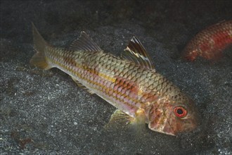 Striped red mullet (Mullus surmuletus) foraging, dive site El Cabron Marine Reserve, Arinaga, Gran