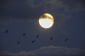 Crane (Grus grus) in flight, autumnal crane migration at full moon, Mecklenburg-Western Pomerania,