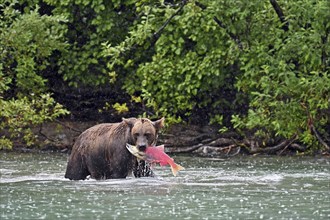 Brown bear (Ursus arctos) standing in the water with a freshly caught salmon in its mouth, Lake