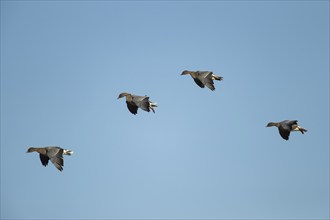 Pink-footed goose (Anser brachyrhynchus) four adult birds in flight, Norfolk, England, United