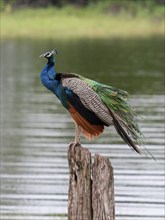 Indian peafowl (Pavo cristatus) Minneriya National Park, Sri Lanka, Asia