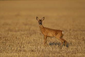 Roe deer (Capreolus capreolus) juvenile fawn in a farmland stubble field, Suffolk, England, United