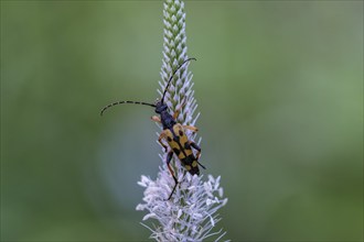 Spotted longhorn (Rutpela maculata), Upper Austria, Austria, Europe