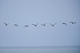 Glossy ibis (Plegadis falcinellus) flying above the sea, Spain, Europe