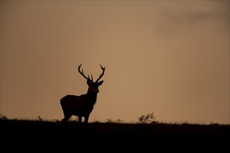 Red deer (Cervus elaphus) adult male stag on a hill at sunset, Leicestershire, England, United