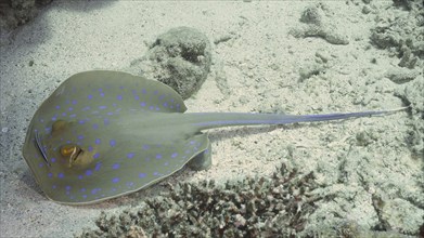 Bluespotted ribbontail ray (Taeniura lymma) and cleaner fish from above, dive site Marsa Shona