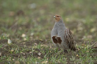 Grey or English partridge (Perdix perdix) adult bird in a farmland cereal crop, Suffolk, England,