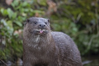 European otter (Lutra lutra) adult animal sticking its tongue out, Norfolk, England, United