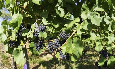 Grape vines (Vitis vinifera) with red grapes and leaves in Sasbachwalden, Ortenaukreis,