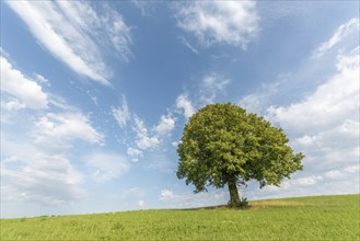 Lone tree on a hill in the French countryside. Jura, Lons-le-Saunier, Burgundy-Franche-Comte,