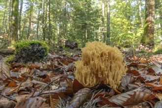 Clavaire mushroom in a mountain forest in autumn. Vosges, Alsace, France, Europe