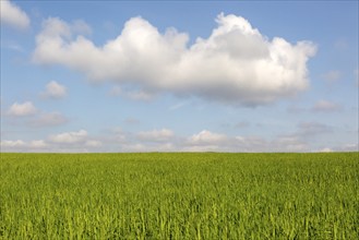 clouds (Cumulus) in blue sky, field of green wheat in Springtime, Butley, Suffolk, England, UK