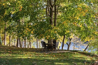 Colourful autumn leaves, sitting area in autumn, Drosedow, Mecklenburg-Western Pomerania, Germany,