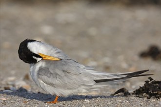 Little Tern (Sternula albifrons), grooming its feathers on the beach, Lower Saxony Wadden Sea