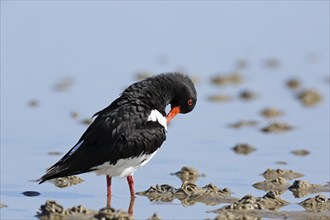 Eurasian oystercatcher (Haematopus ostralegus), adult bird in the mudflats during plumage care,