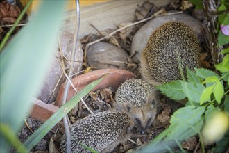 Hedgehog mother with young in the living environment of humans. A near-natural garden is a good