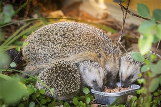 Hedgehog mother with young in the living environment of humans. A near-natural garden is a good