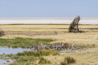 Steppe zebras at a waterhole, Etosha National Park, Namibia, Africa