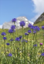 Flowering round-headed rampions (Phyteuma orbiculare) on an alpine meadow, Valais, Switzerland,