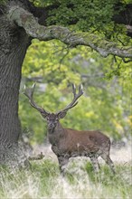 Red deer (Cervus elaphus) stag with large antlers standing under oak tree in forest during the rut