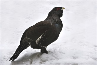 Western Capercaillie (Tetrao urogallus), Wood Grouse, Heather Cock in the snow in winter, Bavarian