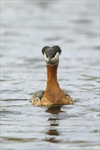 Red-necked grebe (Podiceps grisegena) swimming in lake during the breeding season in spring