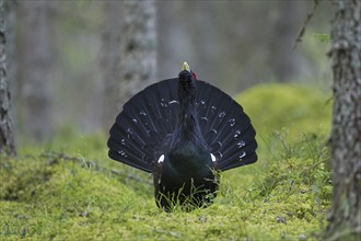 Western Capercaillie (Tetrao urogallus), Wood Grouse, Heather Cock calling during courtship display