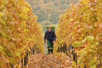 Grape grape harvest in the vineyard, Rote Presse