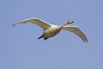 Whooper swan (Cygnus cygnus) in flight in winter