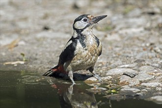 Great spotted woodpecker (Dendrocopos major), greater spotted woodpecker female drinking water from