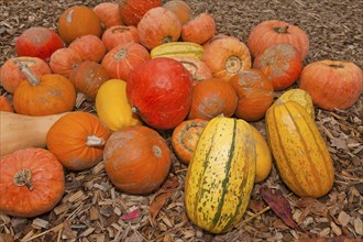 Pumpkins (Cucurbita) (Cucurbitaceae) are a genus of plants in the gourds . Five species are