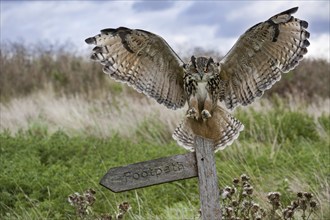 Eurasian eagle owl (Bubo bubo) landing with open wings on signpost in meadow at dusk, England, UK