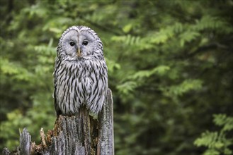 Ural owl (Strix uralensis) perched on tree stump in forest