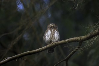 Eurasian pygmy owl (Glaucidium passerinum) (Strix passerina) perched in tree in coniferous forest