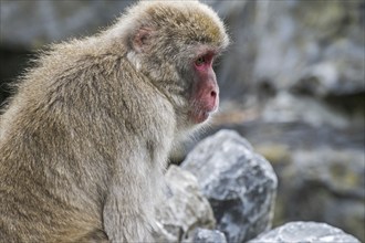 Japanese macaque (Macaca fuscata), snow monkey close-up portrait of female, native to Japan