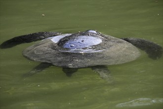 Galapagos green sea turtle (Chelonia mydas) swimming, Caleta Tortuga Negra, Santa Cruz Island,