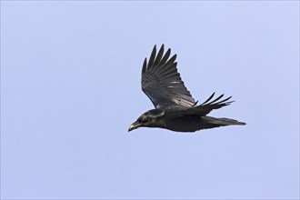 Common raven (Corvus corax) in flight, Germany, Europe