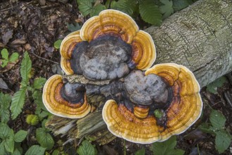 Red-belted conk, brown-rot fungus, red banded polypore (Fomitopsis pinicola) stem decay fungi